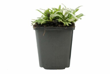 Édelweiss des Alpes Leontopodium alpinum 5-10 Pot 9x9 cm (P9)