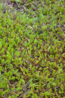 Léptinelle rugueuse Leptinella squalida 5-10 Pot 9x9 cm (P9)