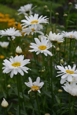 Leucanthemum maximum 'Alaska'