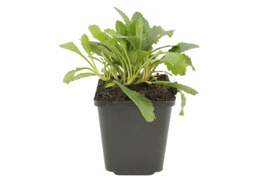 Marguerite élevée Leucanthemum maximum 'Alaska' 5-10 Pot 9x9 cm (P9) Leucanthemum maximum 'Alaska'