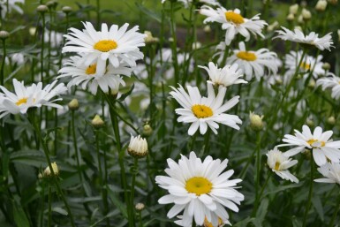 Marguerite élevée Leucanthemum maximum 'Alaska' 5-10 Pot 9x9 cm (P9) Leucanthemum maximum 'Alaska'