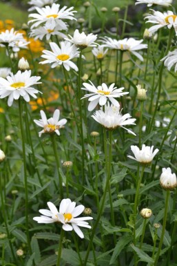 Marguerite élevée Leucanthemum maximum 'Alaska' 5-10 Pot 9x9 cm (P9) Leucanthemum maximum 'Alaska'