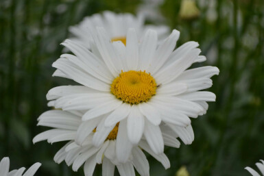 Marguerite élevée Leucanthemum maximum 'Alaska' 5-10 Pot 9x9 cm (P9) Leucanthemum maximum 'Alaska'
