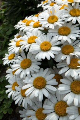 Marguerite superbe Leucanthemum × superbum 'Snow Lady' 5-10 Pot 9x9 cm (P9)