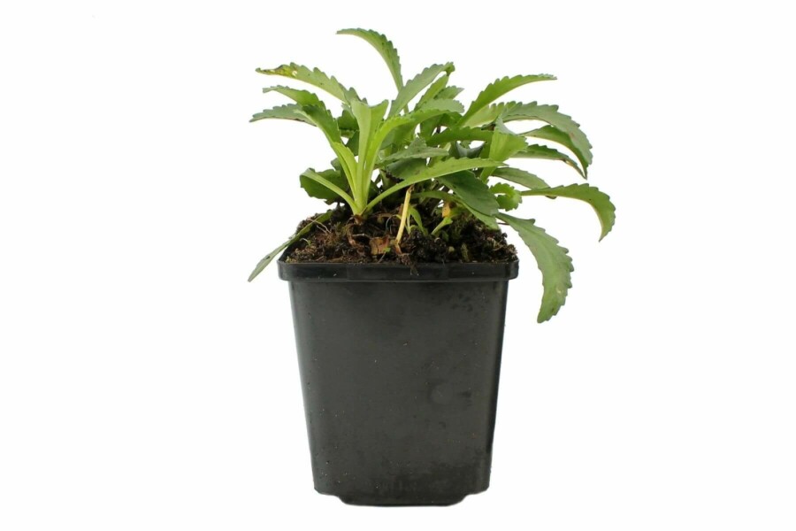 Marguerite superbe Leucanthemum × superbum 'Snow Lady' 5-10 Pot 9x9 cm (P9) Leucanthemum × superbum 'Snow Lady'