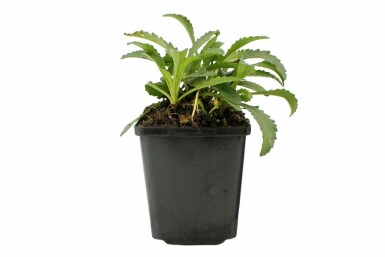 Leucanthemum × superbum 'Snow Lady'