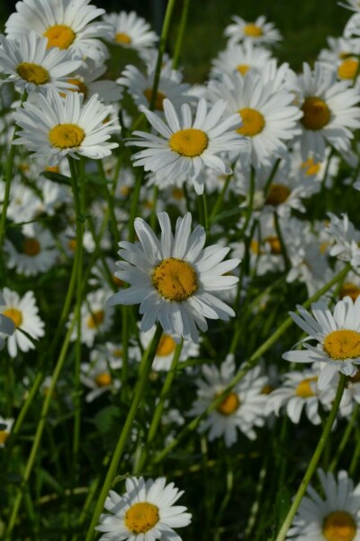 Leucanthemum vulgare 'Maikonigin'