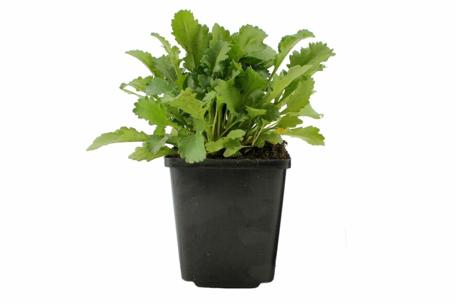 Marguerite commune Leucanthemum vulgare 'Maikonigin' 5-10 Pot 9x9 cm (P9) Leucanthemum vulgare 'Maikonigin'