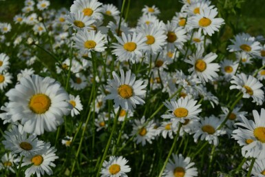 Marguerite commune Leucanthemum vulgare 'Maikonigin' 5-10 Pot 9x9 cm (P9)