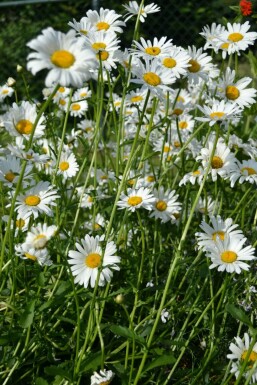 Marguerite commune Leucanthemum vulgare 'Maikonigin' 5-10 Pot 9x9 cm (P9)