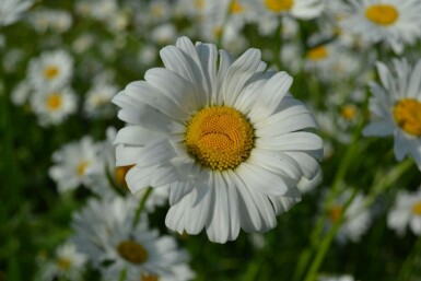 Marguerite commune Leucanthemum vulgare 'Maikonigin' 5-10 Pot 9x9 cm (P9) Leucanthemum vulgare 'Maikonigin'