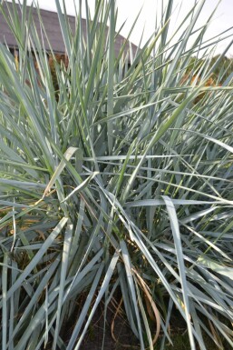 Leyme des sables Leymus arenarius 5-10 Pot 9x9 cm (P9) Leymus arenarius