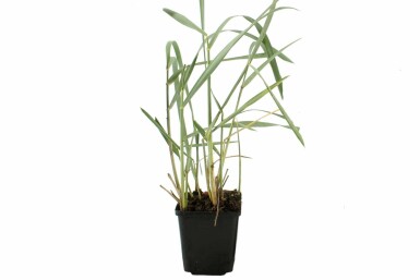 Leyme des sables Leymus arenarius 5-10 Pot 9x9 cm (P9) Leymus arenarius