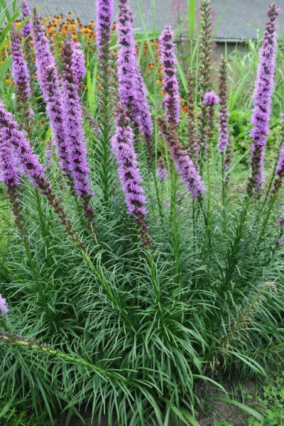 Liatris en épi Liatris spicata 'Floristan Violet' 5-10 Pot 9x9 cm (P9) Liatris spicata 'Floristan Violet'