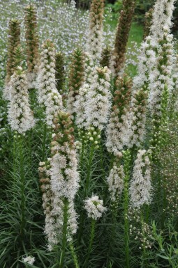 Liatris en épi Liatris spicata 'Floristan Weiss' 5-10 Pot 9x9 cm (P9)