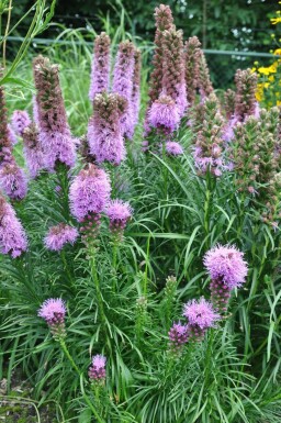 Liatris spicata 'Kobold'