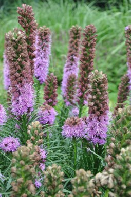 Liatris en épi Liatris spicata 'Kobold' 5-10 Pot 9x9 cm (P9)