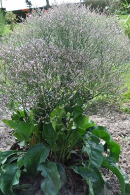 Limonium de Gerber Limonium latifolium 5-10 Pot 9x9 cm (P9)