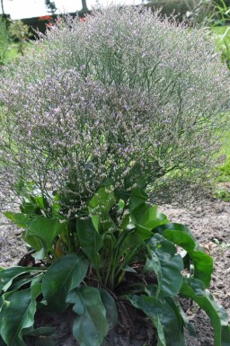 Limonium de Gerber Limonium latifolium 5-10 Pot 9x9 cm (P9) Limonium latifolium