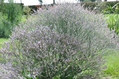 Limonium de Gerber Limonium latifolium 5-10 Pot 9x9 cm (P9)