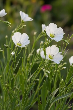 Linum pérenne Linum perenne 'Album' 5-10 Pot 9x9 cm (P9) Linum perenne 'Album'