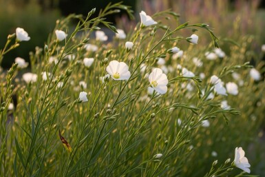 Linum pérenne Linum perenne 'Album' 5-10 Pot 9x9 cm (P9) Linum perenne 'Album'