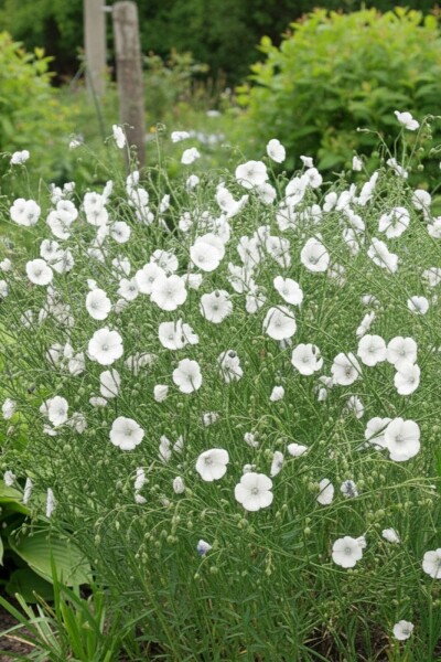 Linum pérenne Linum perenne 'Diamant' 5-10 Pot 9x9 cm (P9) Linum perenne 'Diamant'