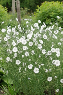 Linum pérenne Linum perenne 'Diamant' 5-10 Pot 9x9 cm (P9) Linum perenne 'Diamant'