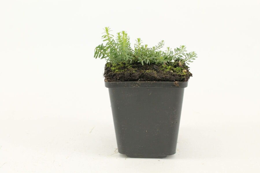 Linum pérenne Linum perenne 'Diamant' 5-10 Pot 9x9 cm (P9) Linum perenne 'Diamant'