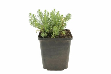 Linum pérenne Linum perenne 'Saphir' 5-10 Pot 9x9 cm (P9) Linum perenne 'Saphir'