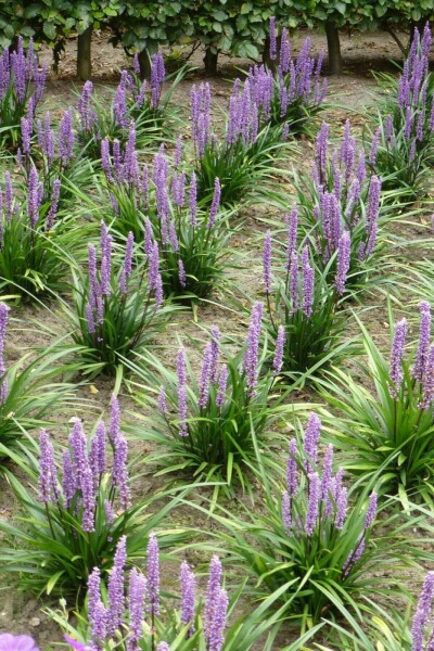 Liriope muscari Liriope muscari 'Moneymaker' 10-15 Pot 2 l (C2) Liriope muscari 'Moneymaker'