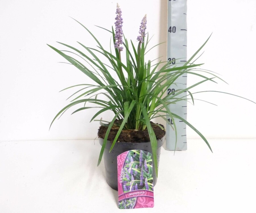 Liriope muscari Liriope muscari 'Moneymaker' 10-15 Pot 2 l (C2) Liriope muscari 'Moneymaker'