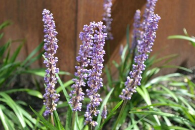 Liriope muscari Liriope muscari 'Moneymaker' 10-15 Pot 2 l (C2) Liriope muscari 'Moneymaker'