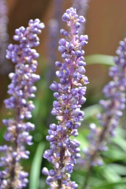 Liriope muscari Liriope muscari 'Moneymaker' 5-10 Pot 9x9 cm (P9)