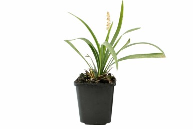 Liriope muscari Liriope muscari 'Monroe White' 5-10 Pot 9x9 cm (P9) Liriope muscari 'Monroe White'