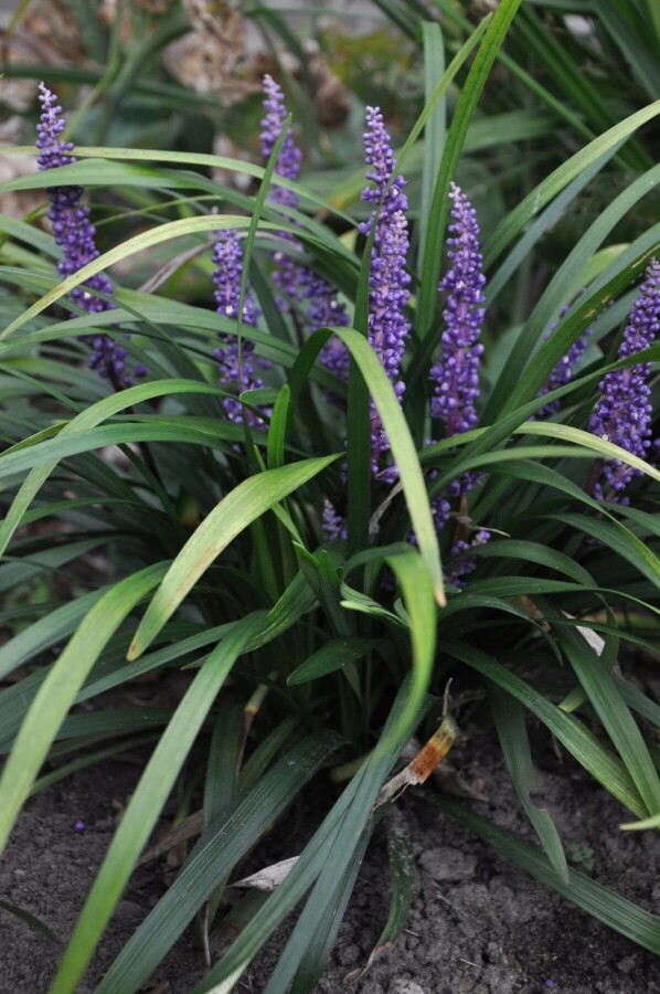 Liriope muscari Liriope muscari 'Royal Purple' 10-15 Pot 2 l (C2) Liriope muscari 'Royal Purple'