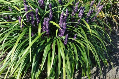 Liriope muscari Liriope muscari 'Royal Purple' 10-15 Pot 2 l (C2) Liriope muscari 'Royal Purple'