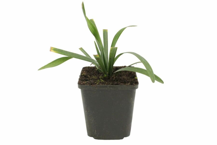 Liriope muscari Liriope muscari 'Royal Purple' 5-10 Pot 9x9 cm (P9) Liriope muscari 'Royal Purple'