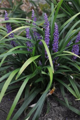 Liriope muscari Liriope muscari 'Royal Purple' 5-10 Pot 9x9 cm (P9) Liriope muscari 'Royal Purple'