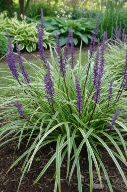 Liriope muscari Liriope muscari 'Silvery Sunproof' 5-10 Pot 9x9 cm (P9) Liriope muscari 'Silvery Sunproof'
