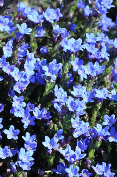 Glandore prostrée Lithodora diffusa 'Heavenly Blue' 5-10 Pot 9x9 cm (P9) Lithodora diffusa 'Heavenly Blue'