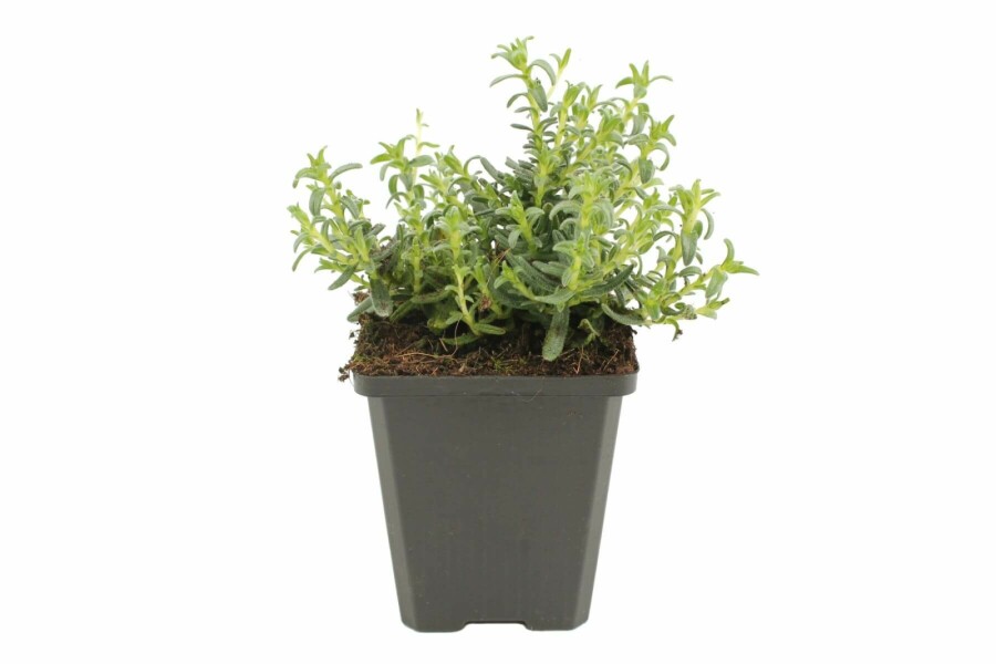 Glandore prostrée Lithodora diffusa 'Heavenly Blue' 5-10 Pot 9x9 cm (P9) Lithodora diffusa 'Heavenly Blue'