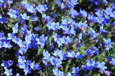 Glandore prostrée Lithodora diffusa 'Heavenly Blue' 5-10 Pot 9x9 cm (P9) Lithodora diffusa 'Heavenly Blue'