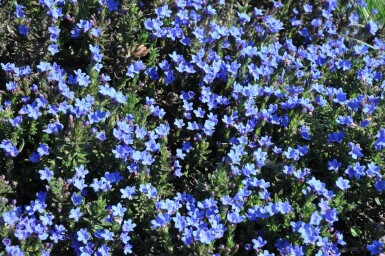 Glandore prostrée Lithodora diffusa 'Heavenly Blue' 5-10 Pot 9x9 cm (P9) Lithodora diffusa 'Heavenly Blue'