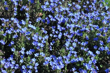 Glandore prostrée Lithodora diffusa 'Heavenly Blue' 5-10 Pot 9x9 cm (P9)