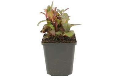 Lobélie écarlate Lobelia fulgens 'Queen Victoria' 5-10 Pot 9x9 cm (P9) Lobelia fulgens 'Queen Victoria'