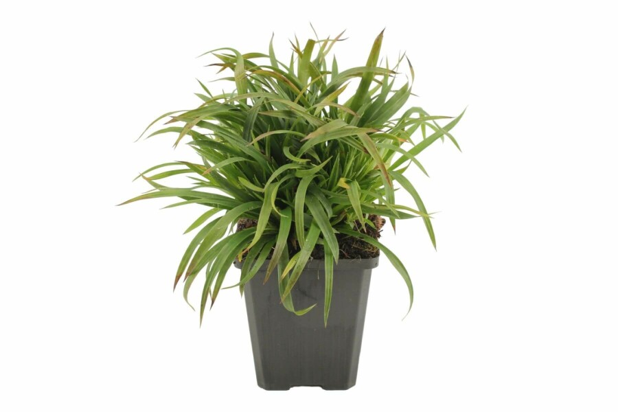 Luzule poilue Luzula pilosa 'Igel' 5-10 Pot 9x9 cm (P9) Luzula pilosa 'Igel'