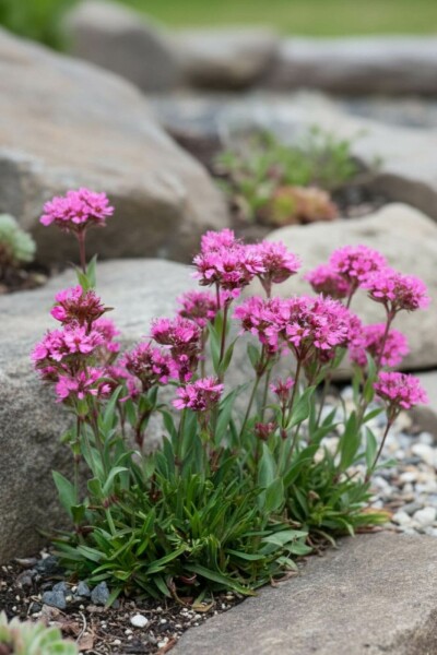 Viscaire des Alpes Lychnis alpina 'Rosea' 5-10 Pot 9x9 cm (P9) Lychnis alpina 'Rosea'