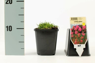 Viscaire des Alpes Lychnis alpina 'Rosea' 5-10 Pot 9x9 cm (P9) Lychnis alpina 'Rosea'