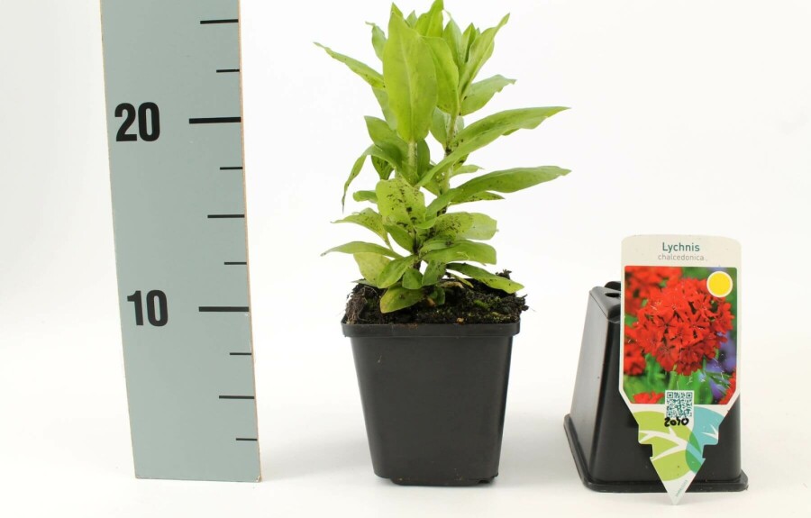 Lychnide de Chalcédoine Lychnis chalcedonica 5-10 Pot 9x9 cm (P9) Lychnis chalcedonica